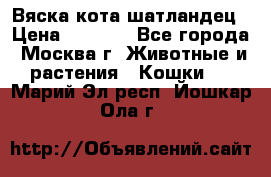 Вяска кота шатландец › Цена ­ 1 000 - Все города, Москва г. Животные и растения » Кошки   . Марий Эл респ.,Йошкар-Ола г.